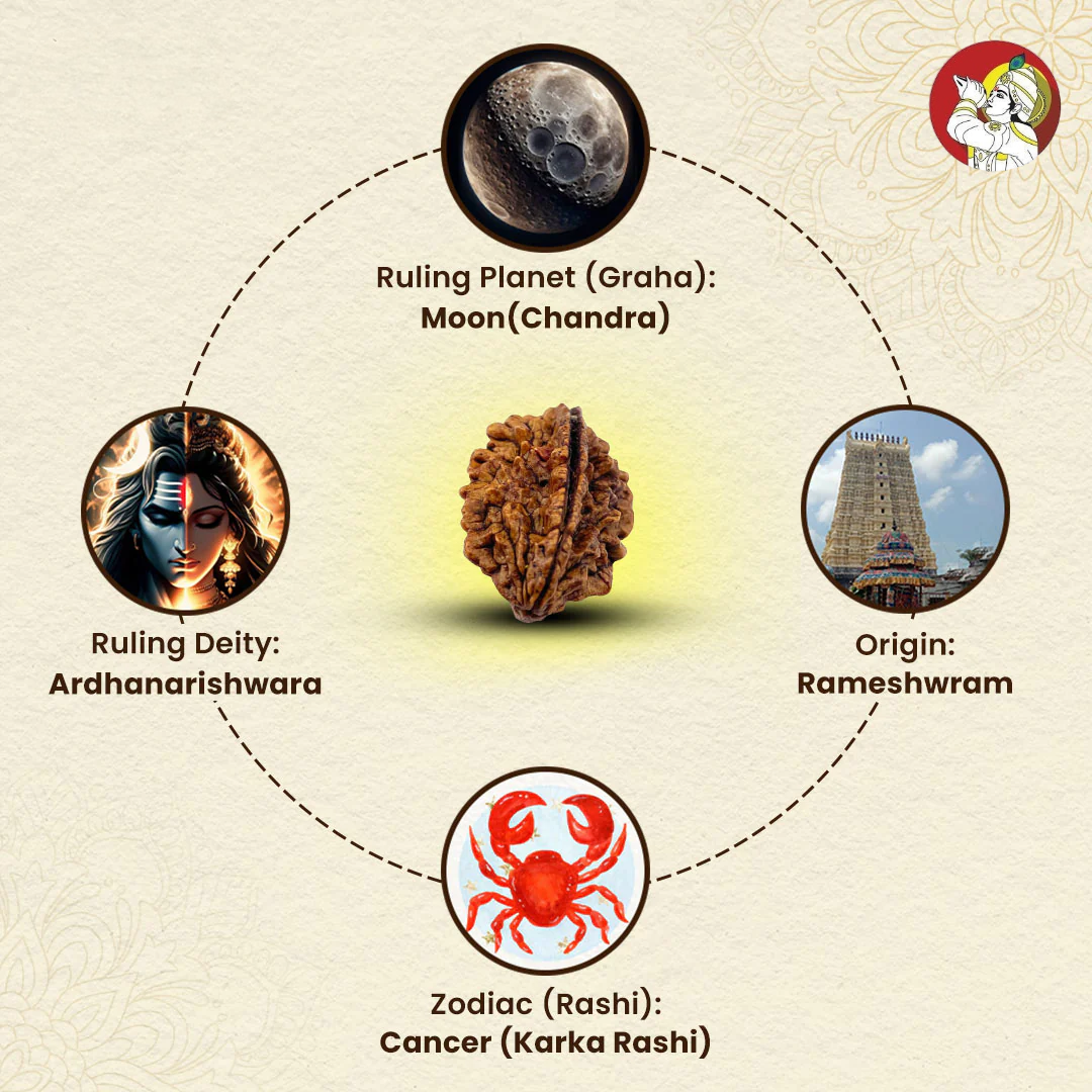 2 Mukhi Rudraksha