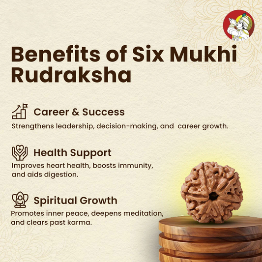 6 Mukhi Lab Tested Certified Nepali Rudraksha