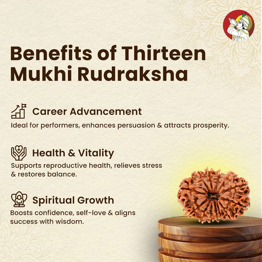 13 Mukhi Lab Tested Certified Rudraksha