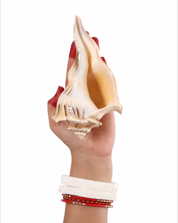 Laxmi shankh (for puja)