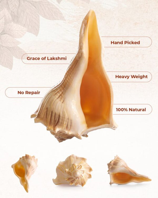 Laxmi shankh (for puja)