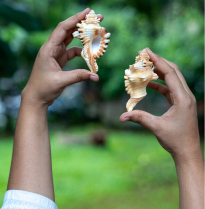 ganesh shankh (for puja)