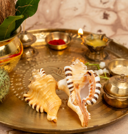 ganesh shankh (for puja)