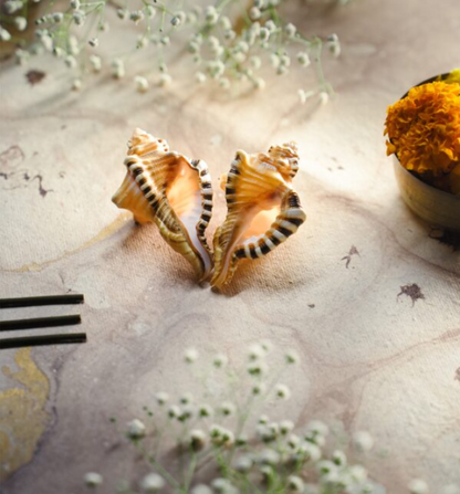 ganesh shankh (for puja)