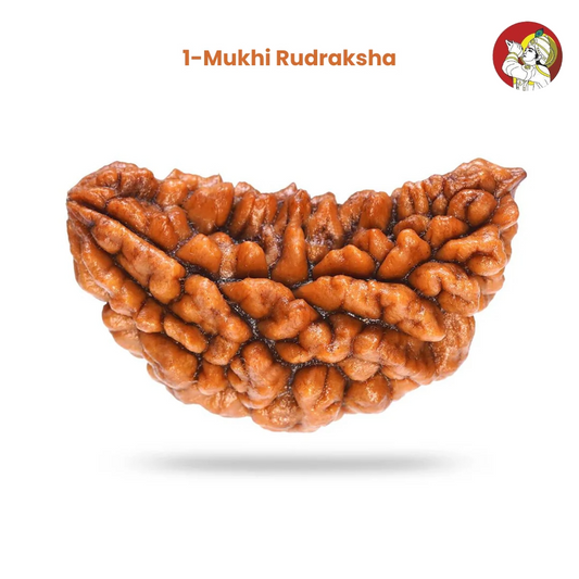 1 Mukhi Rudraksh