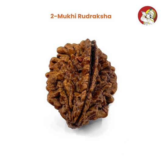 2 Mukhi Rudraksha