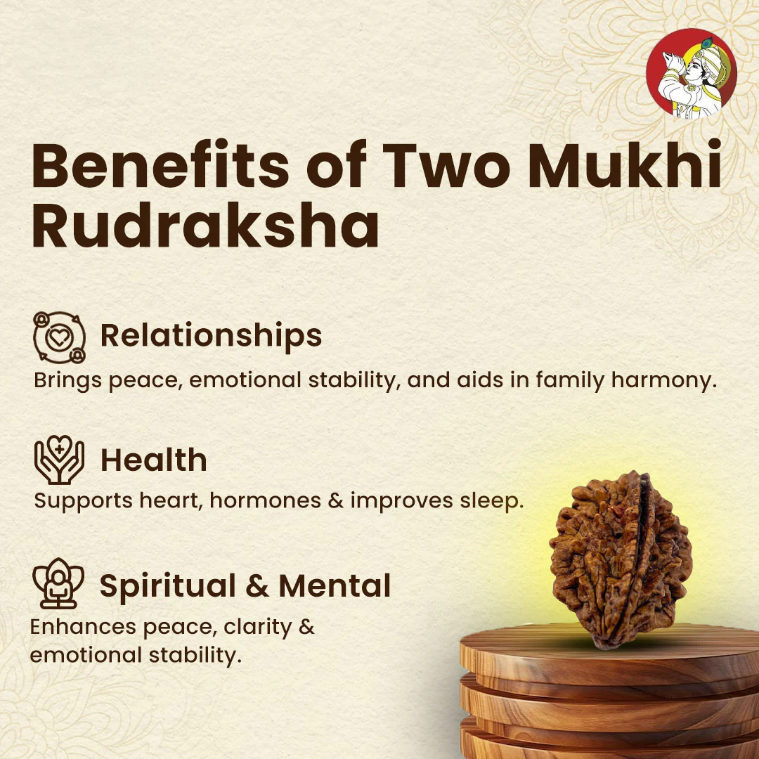 2 Mukhi Rudraksha