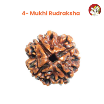 4 Mukhi Lab Tested Certified Nepali Rudraksha
