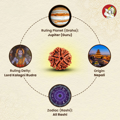 5 Mukhi Lab Tested Certified Nepali Rudraksha