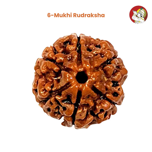 6 Mukhi Lab Tested Certified Nepali Rudraksha