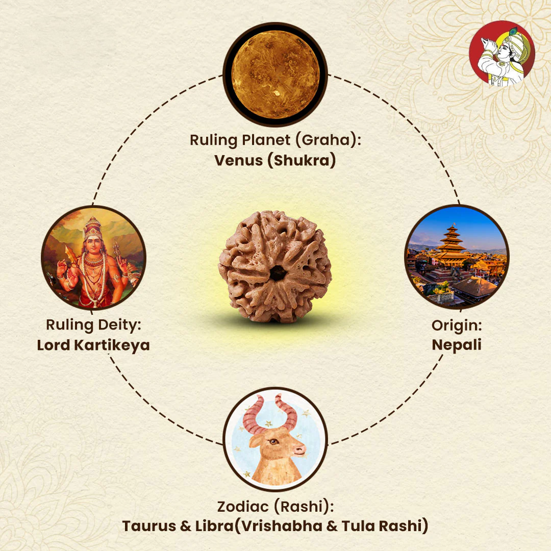 6 Mukhi Lab Tested Certified Nepali Rudraksha