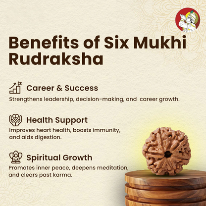 6 Mukhi Lab Tested Certified Nepali Rudraksha