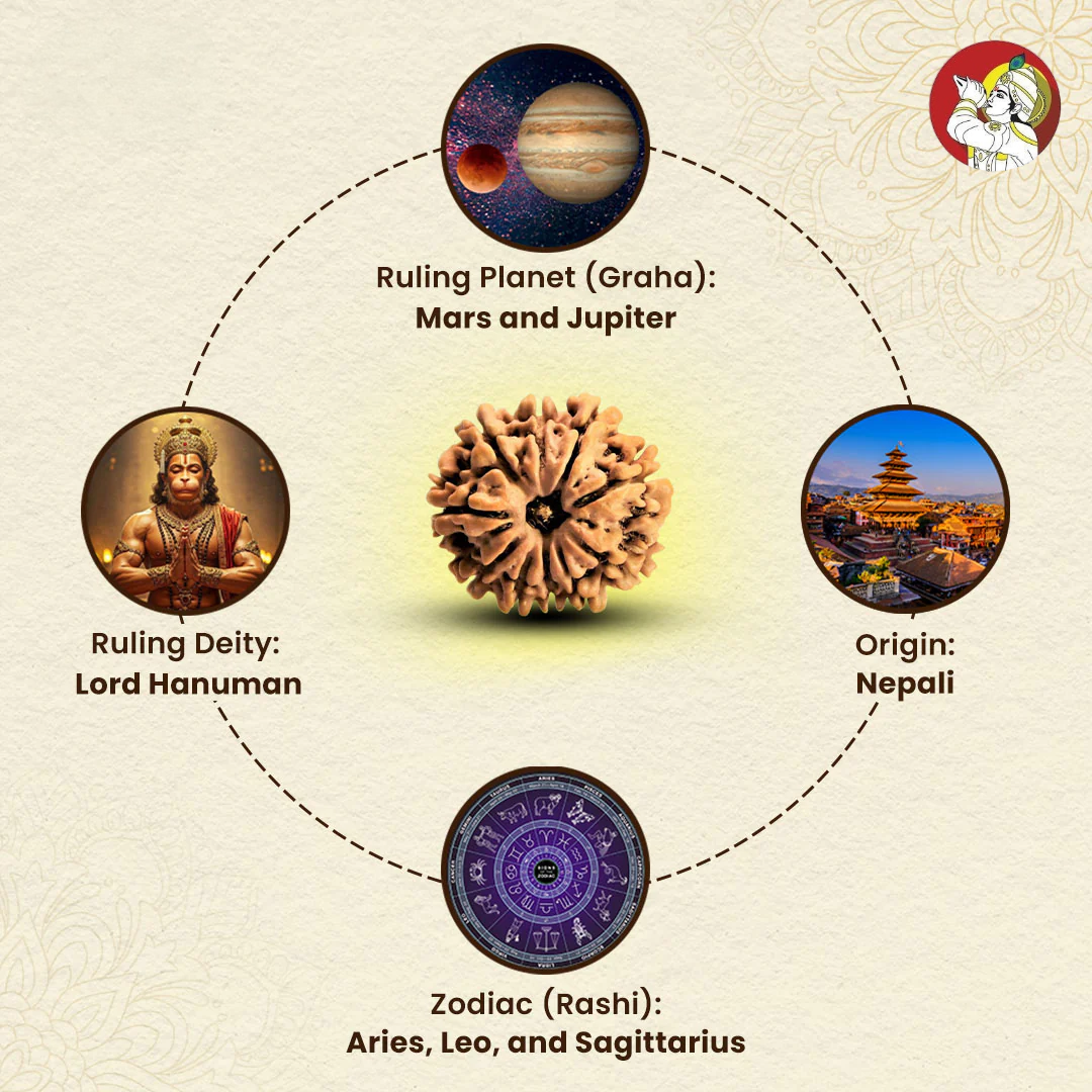11 Mukhi Lab Tested Certified Rudraksha
