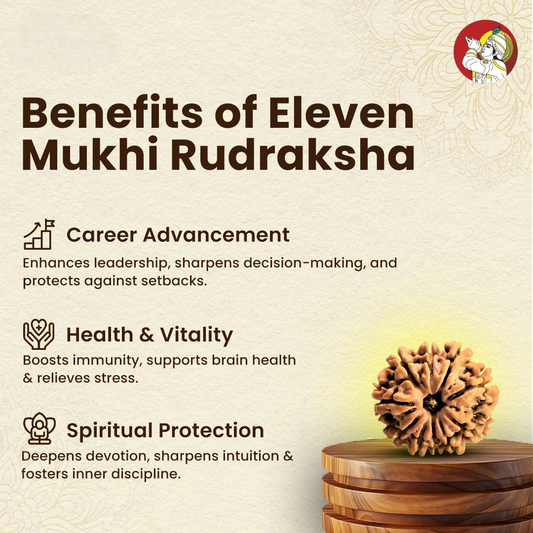 11 Mukhi Lab Tested Certified Rudraksha