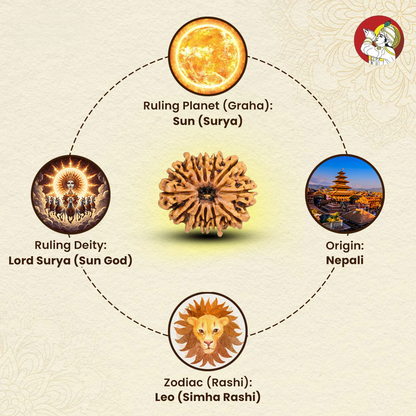 12 Mukhi Lab Tested Certified Rudraksha