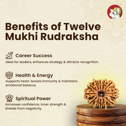12 Mukhi Lab Tested Certified Rudraksha