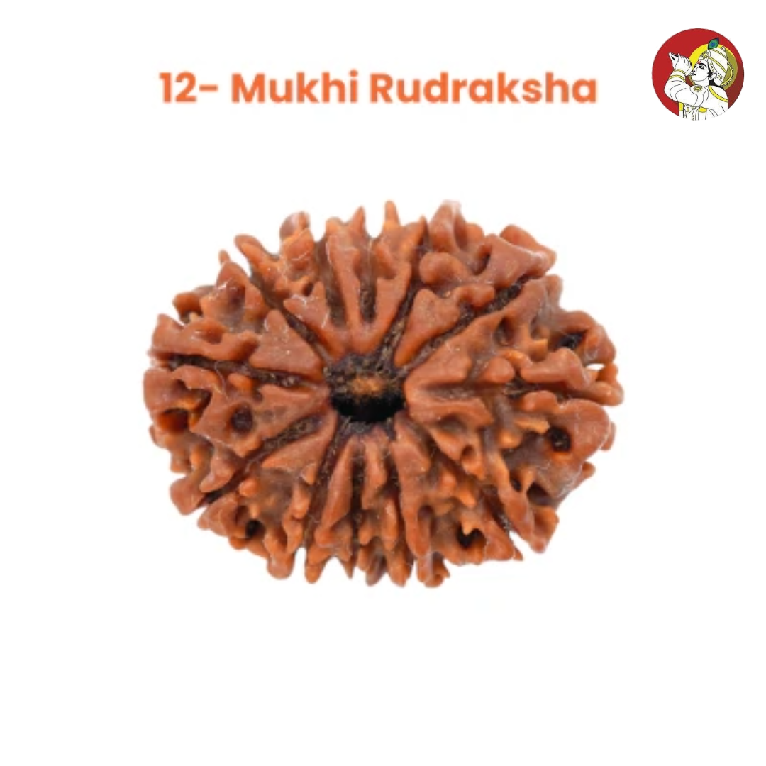 12 Mukhi Lab Tested Certified Rudraksha