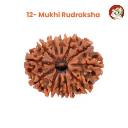 12 Mukhi Lab Tested Certified Rudraksha