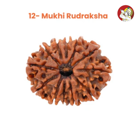 12 Mukhi Lab Tested Certified Rudraksha