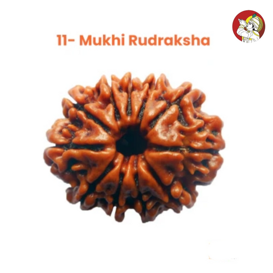 11 Mukhi Lab Tested Certified Rudraksha