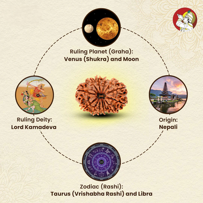 13 Mukhi Lab Tested Certified Rudraksha