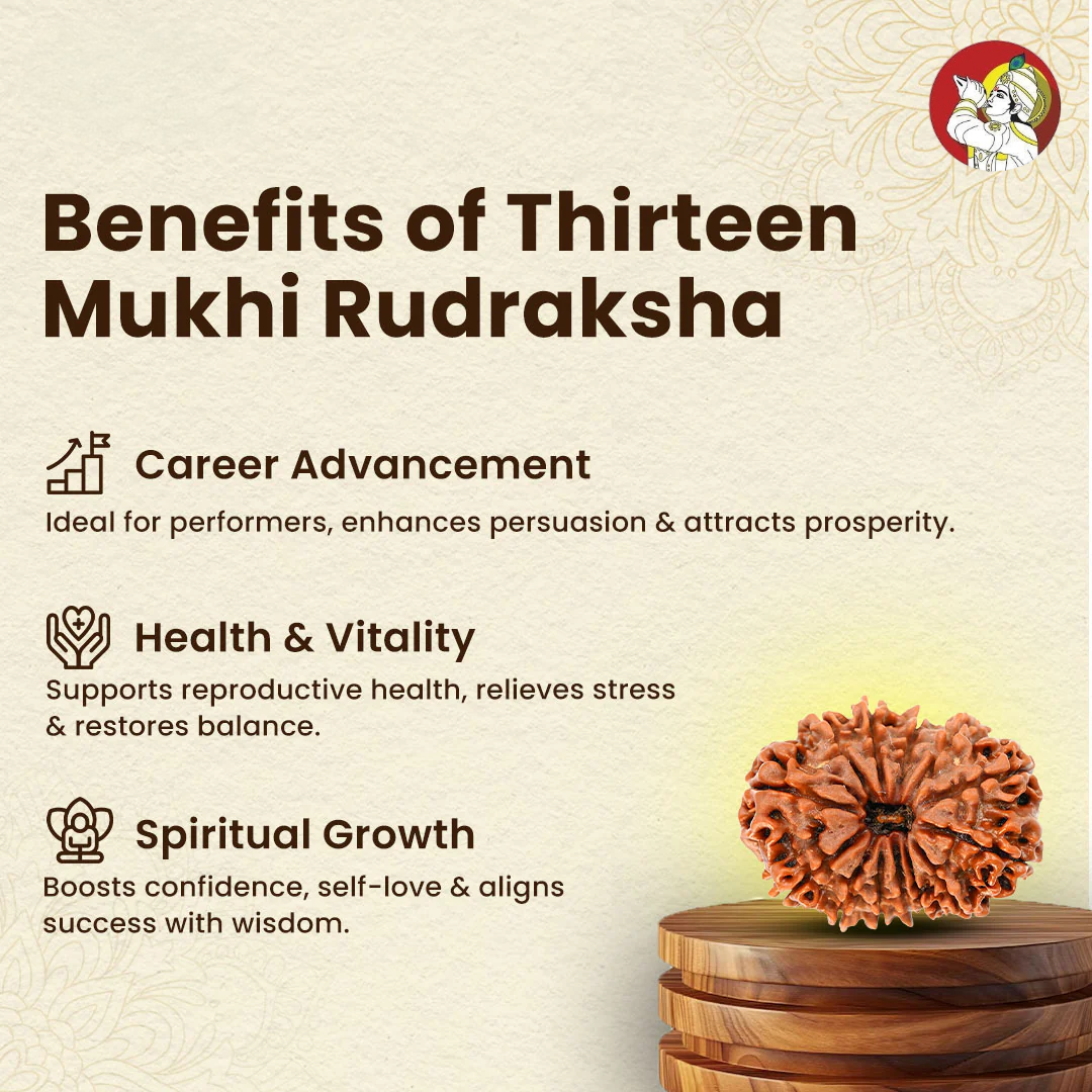 13 Mukhi Lab Tested Certified Rudraksha