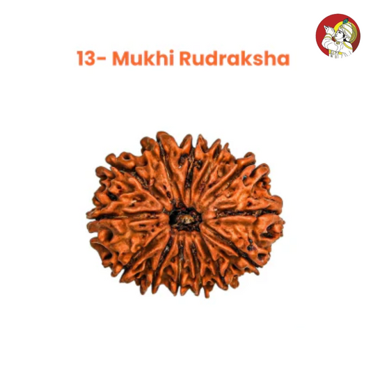 13 Mukhi Lab Tested Certified Rudraksha