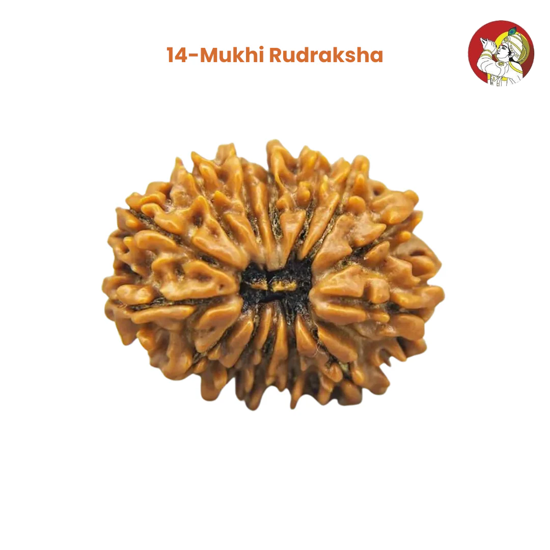 14 Mukhi Lab Tested Certified Rudraksha