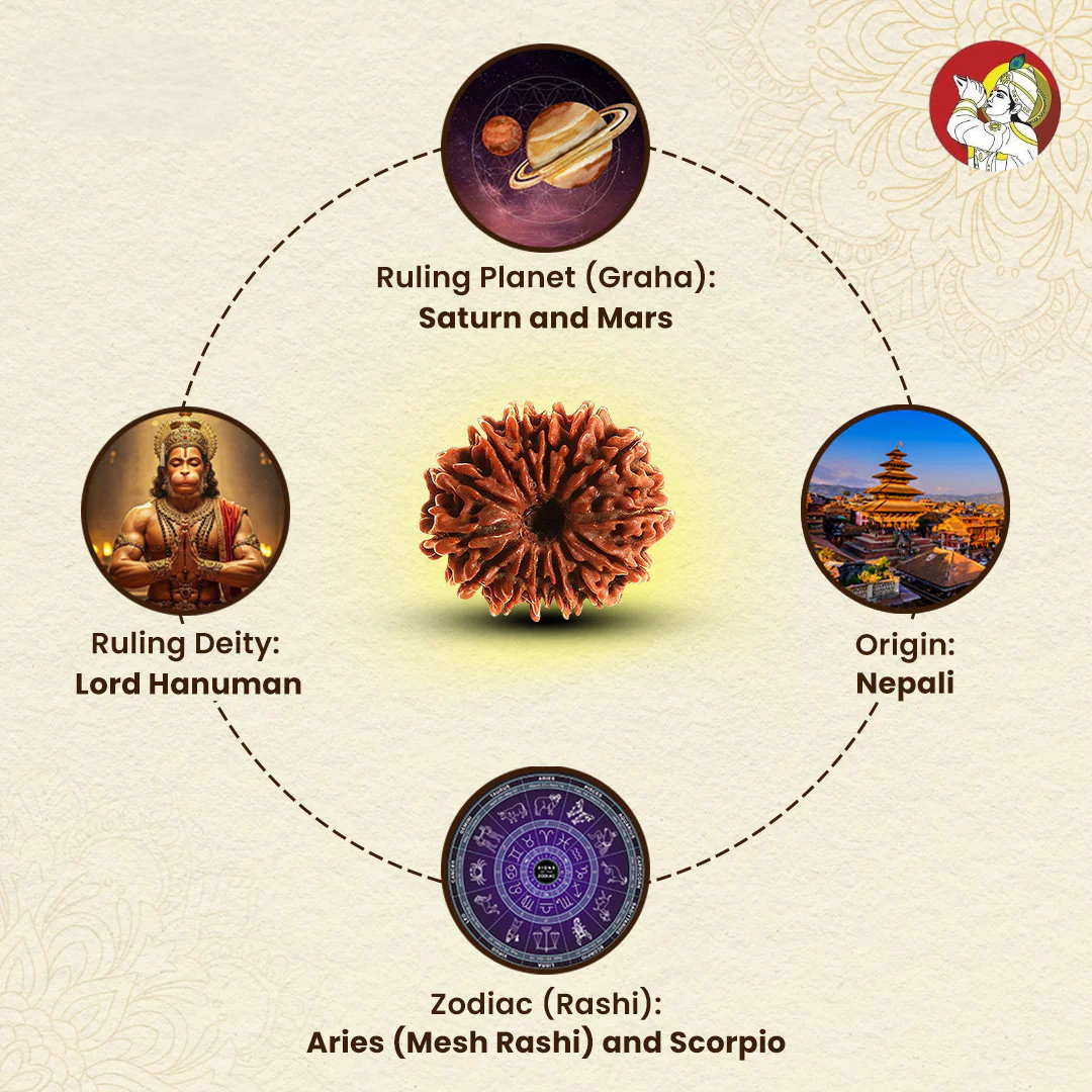 14 Mukhi Lab Tested Certified Rudraksha