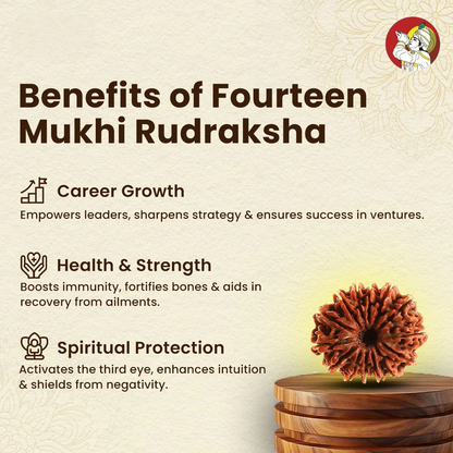 14 Mukhi Lab Tested Certified Rudraksha