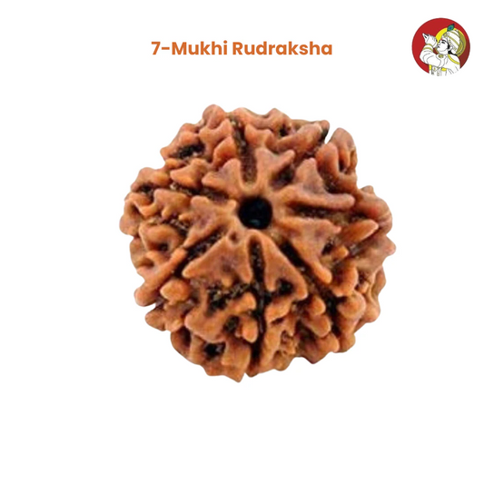 7 Mukhi Lab Tested Certified Nepali Rudraksha