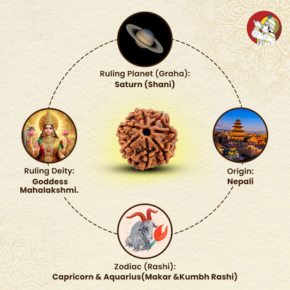 7 Mukhi Lab Tested Certified Nepali Rudraksha