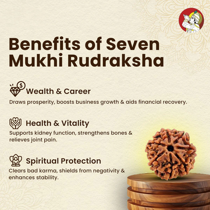 7 Mukhi Lab Tested Certified Nepali Rudraksha
