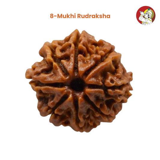 8 Mukhi Lab Tested Certified Rudraksha