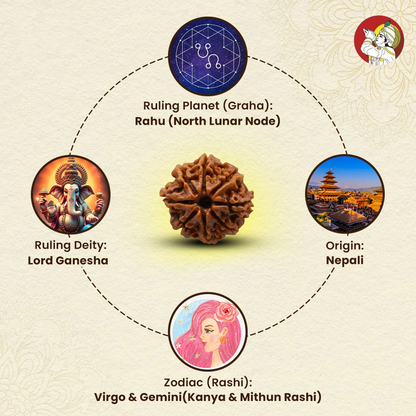 8 Mukhi Lab Tested Certified Rudraksha