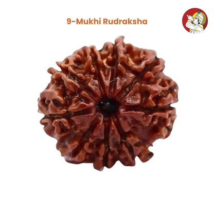 9 Mukhi Lab Tested Certified Rudraksha