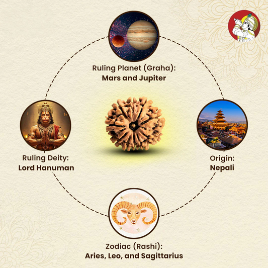 9 Mukhi Lab Tested Certified Rudraksha