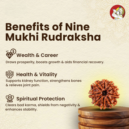 9 Mukhi Lab Tested Certified Rudraksha