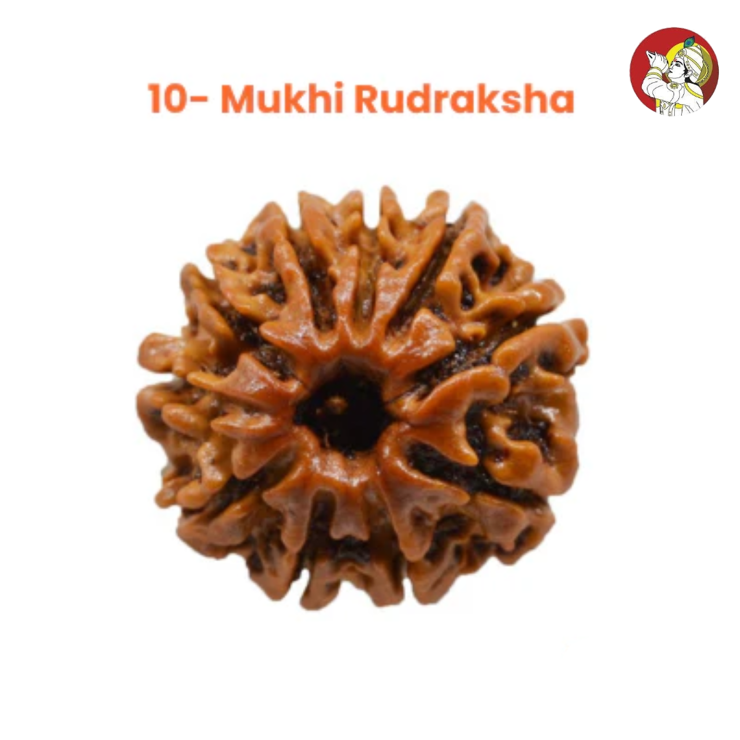 10 Mukhi Lab Tested Certified Rudraksha