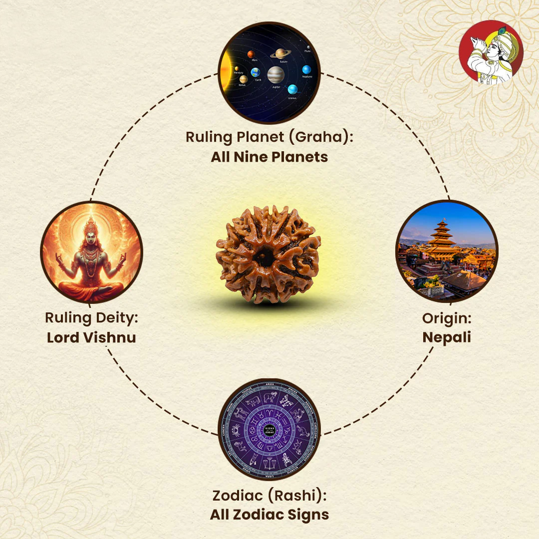 10 Mukhi Lab Tested Certified Rudraksha