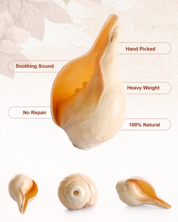 Vamavarti Vishnu Shankh