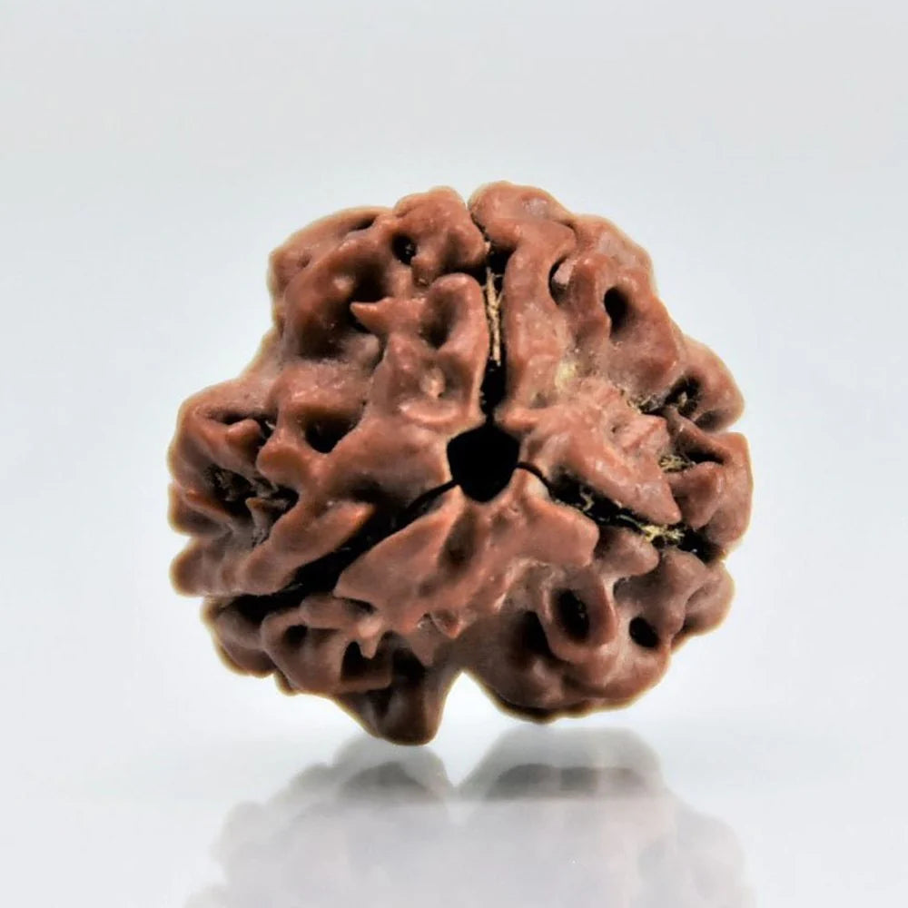 3 Mukhi Rudraksh