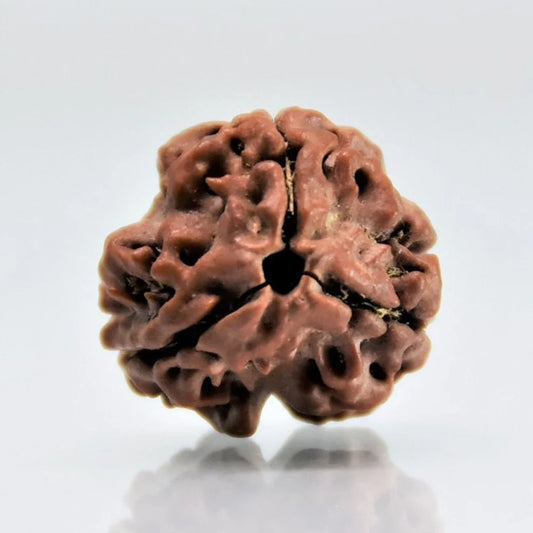 3 Mukhi Rudraksh